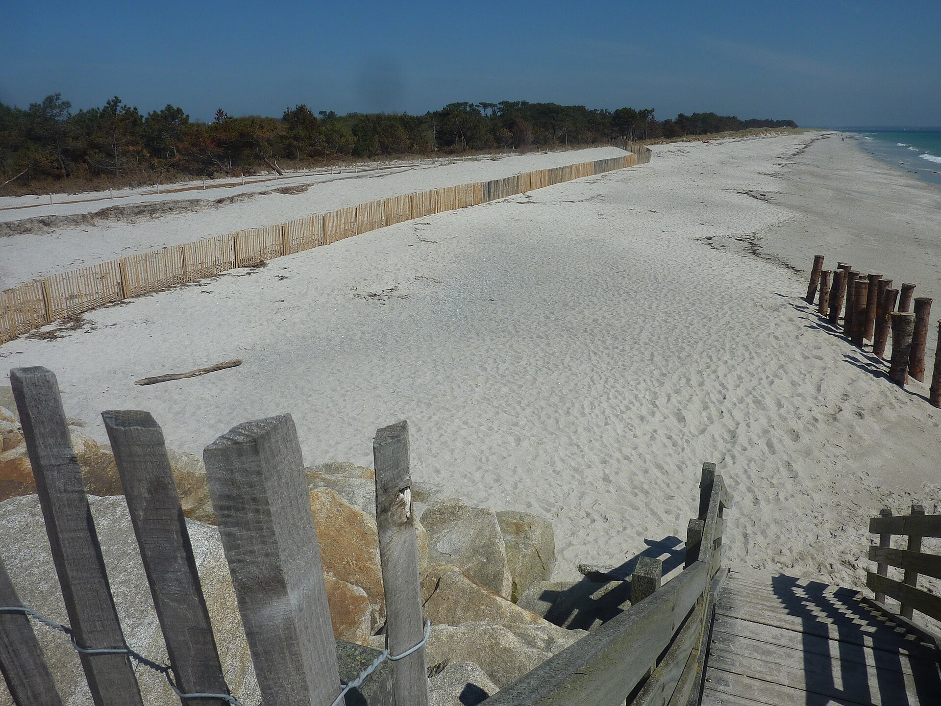 La plage de Cleut-Rouz à Fouesnant, longue étendue de sable blanc bordée de pins et de ganivelles