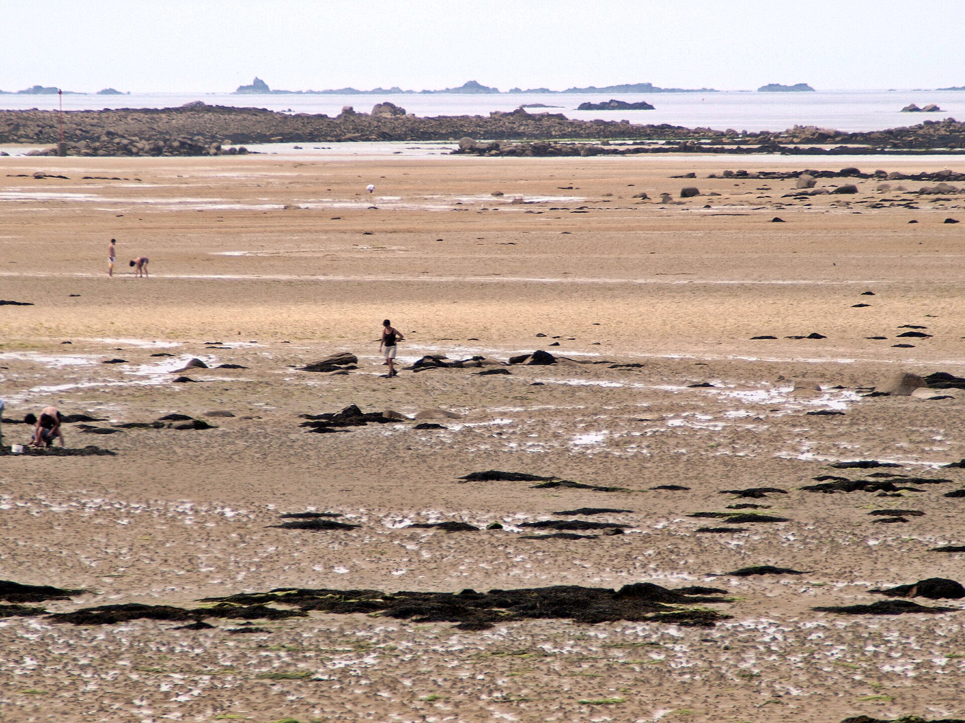 Pêcheurs à pied sur l estran à marée basse en Bretagne
